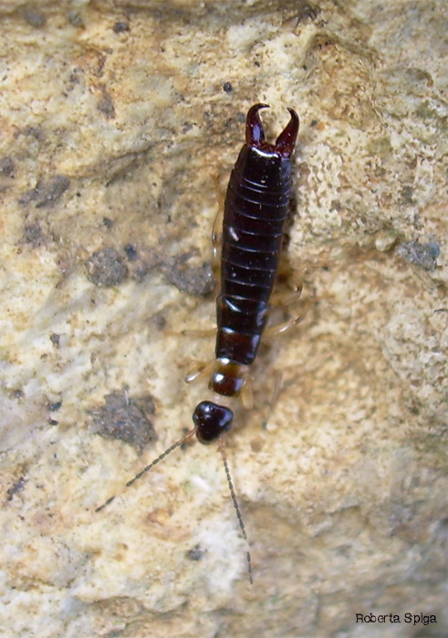 Euborellia moesta e annulipes - chiave